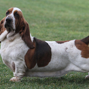 Basset Hound Dogs Wallpapers  Icon