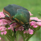 June bug, green June beetle