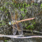 Magnificent Emperor Or Blue Darner