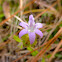 Largeflower Mexican Clover