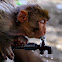 Rhesus Macaque