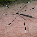 Phantom Crane Fly