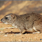 Rock Hyrax