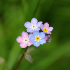 Forget-Me-Nots