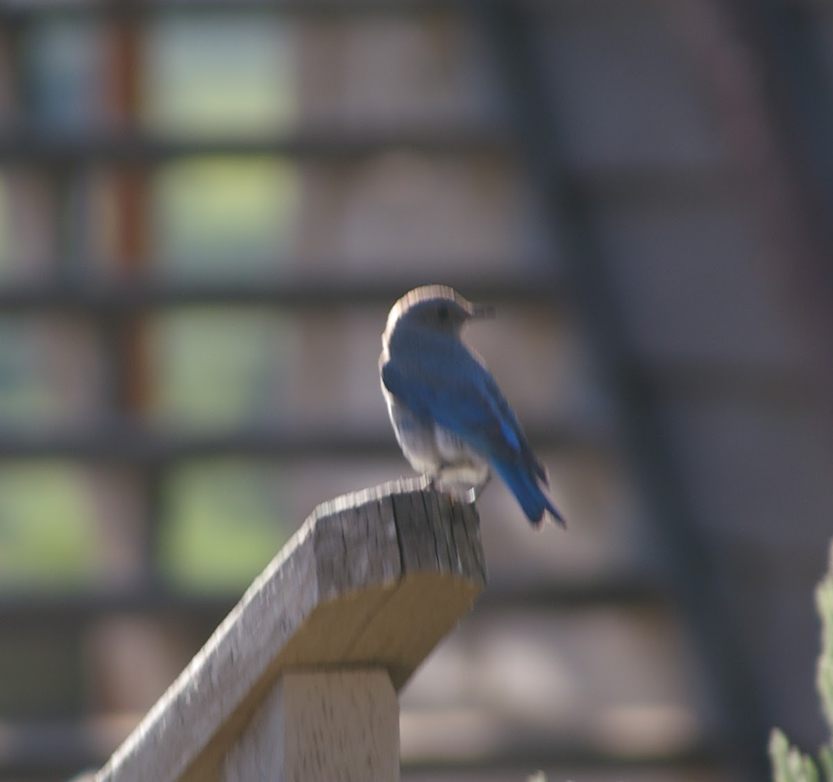 Mountain Bluebird