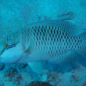 Humphead wrasse