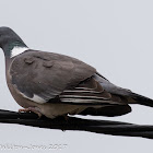 Woodpigeon