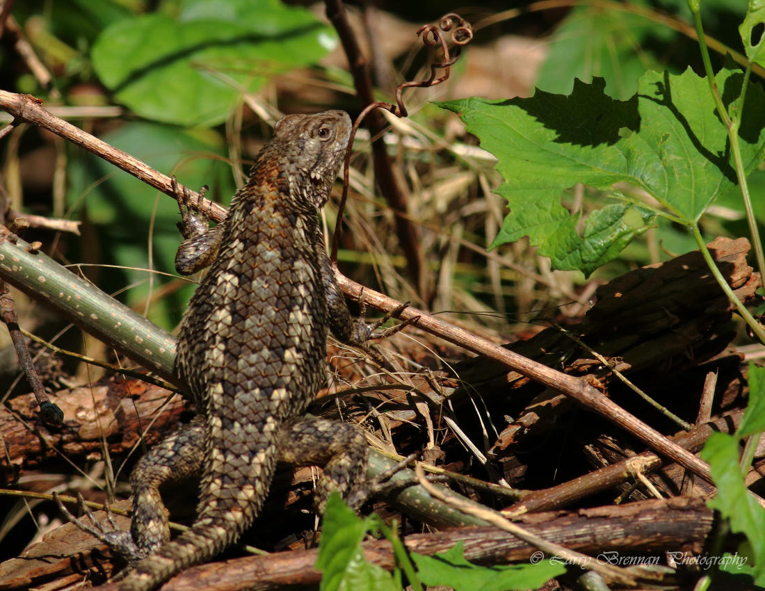 Texas Spiny Lizard