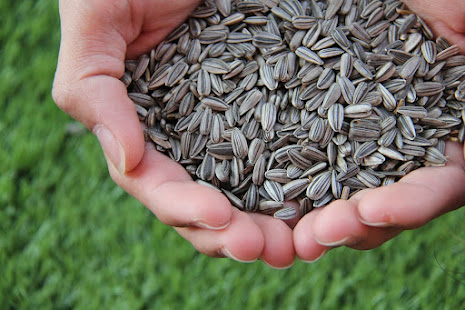 Sunflower seeds and their skin benefits