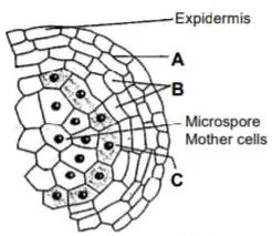 Microsporogenesis