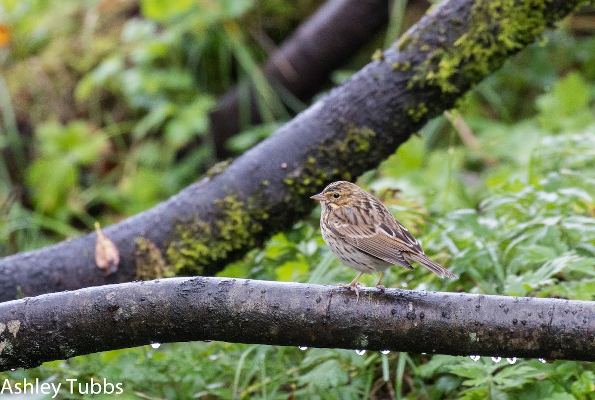 Savannah Sparrow