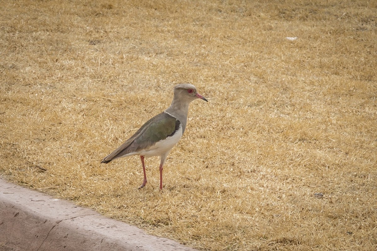 Andean lapwing