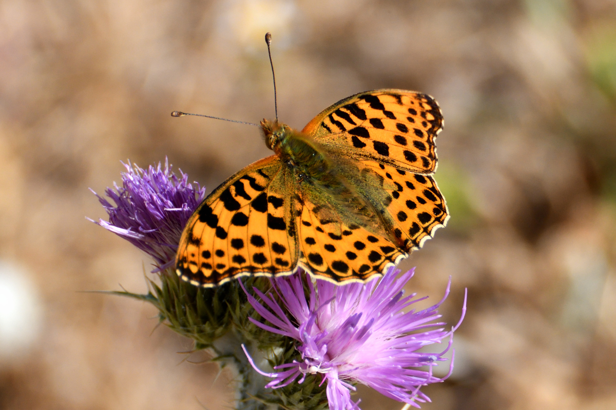 Queen of Spain Fritillary; Sofia