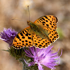 Queen of Spain Fritillary; Sofia