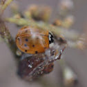 Asian Ladybug