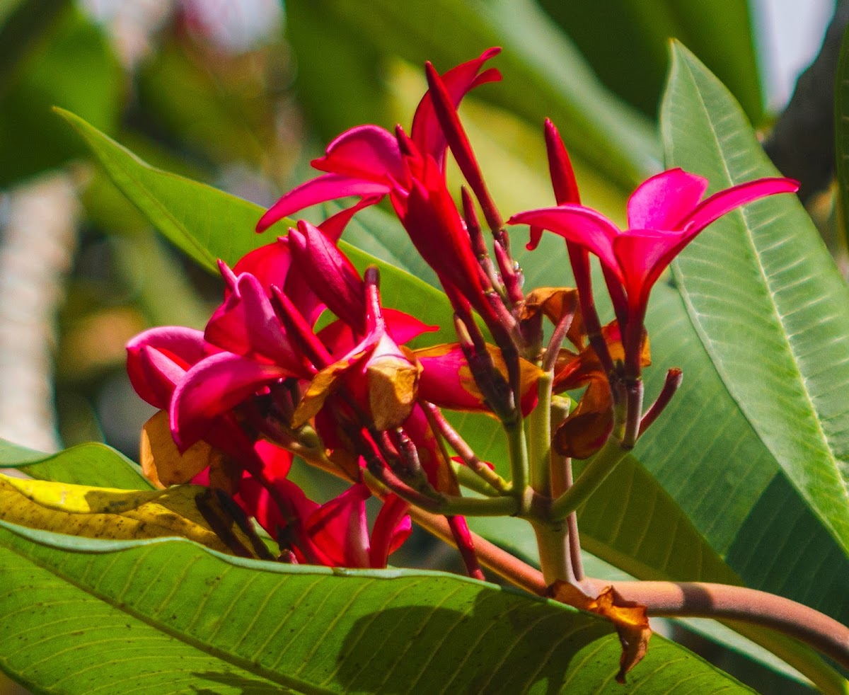 red paucipan, red-jasmine, red frangipani, common frangipani, temple tree, plumeria