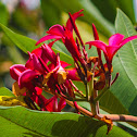 red paucipan, red-jasmine, red frangipani, common frangipani, temple tree, plumeria