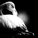 greater flamingo