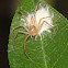 Lynx Spider