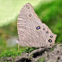 Common Evening Brown