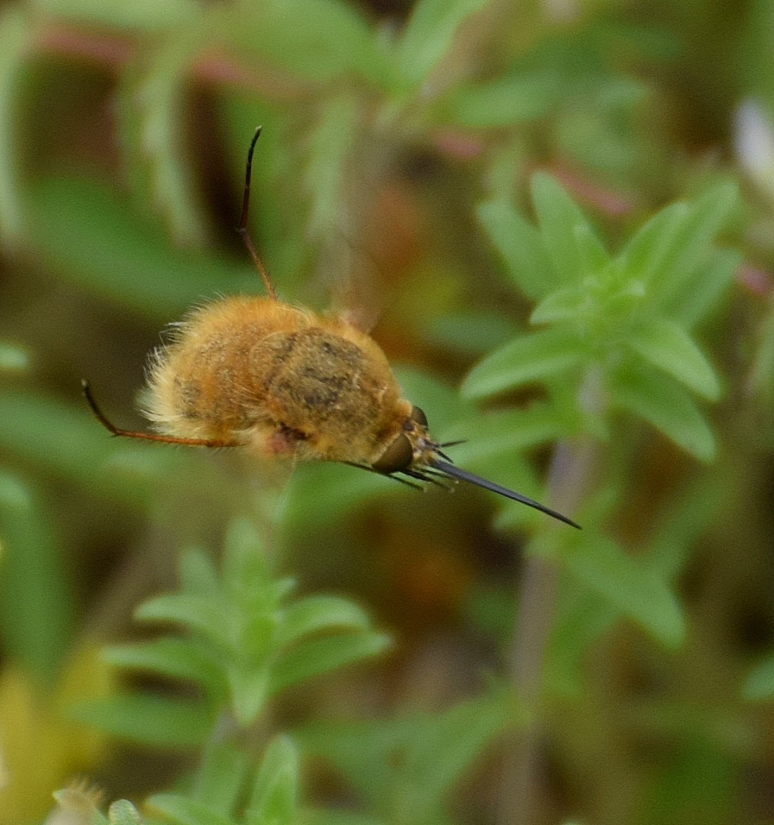 Bee-fly