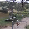 snowy egret