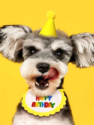 Cat Dog Birthday Bib and Party Hat Teddy Saliva Towel Mini Doggy Bandana Scarf Pet Birthday Dress Up Supplies