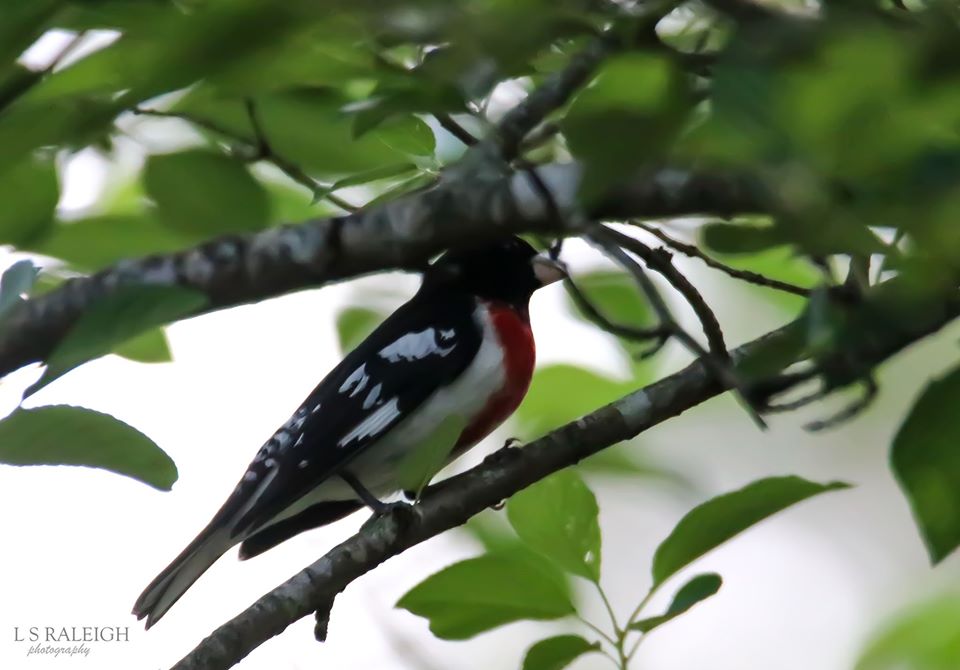 Rose-Breasted Grosbeak