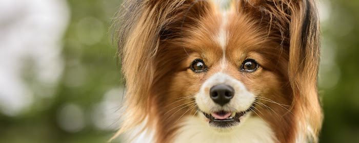 My Papillon - Cute Dog & Puppy Wallpapers marquee promo image