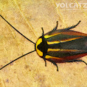 Neotropical cockroach