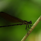 Euphaea lara ssp. lombokensis