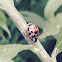 Multicolored Asian Lady Beetle