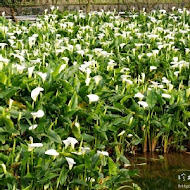 苗榜海芋園