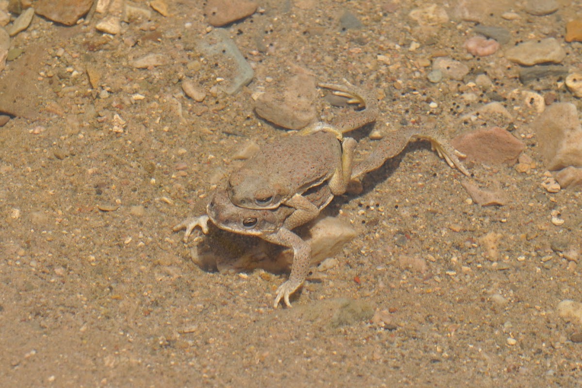 Red-spotted Toad