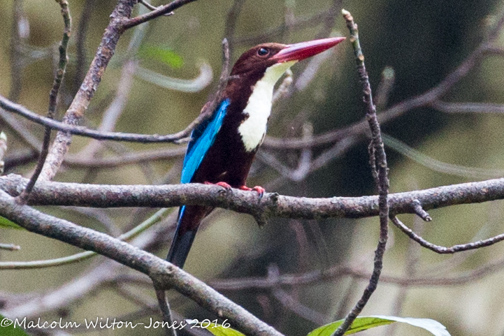 White-throated Kingfisher