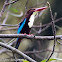 White-throated Kingfisher