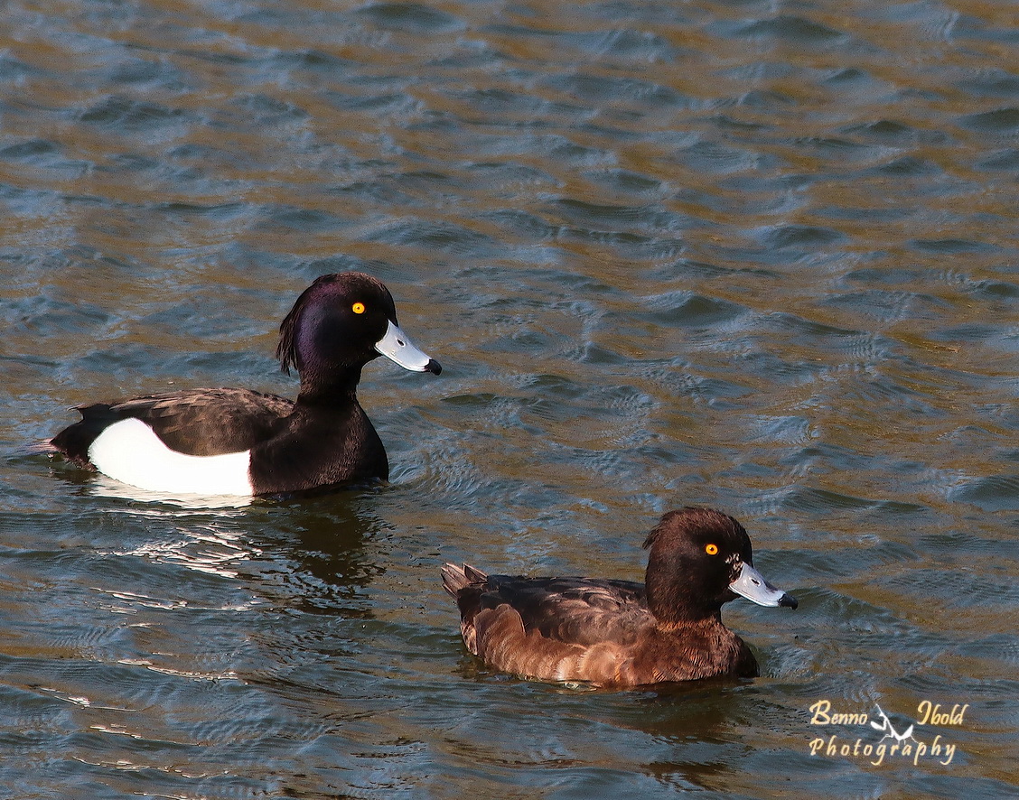 Tufted duck