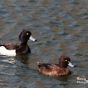 Tufted duck