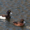 Tufted duck