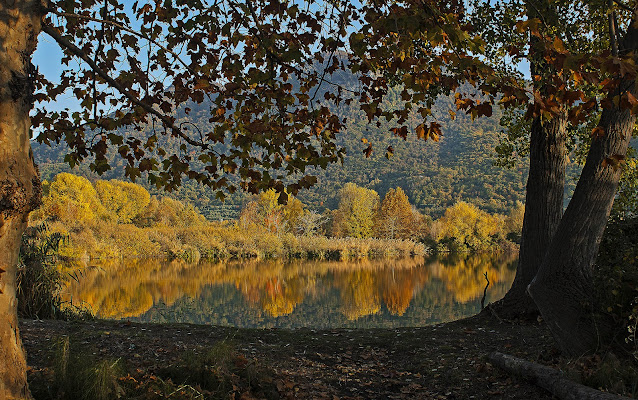 Foliage di mariarosa-bc