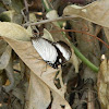 The Friar Butterfly