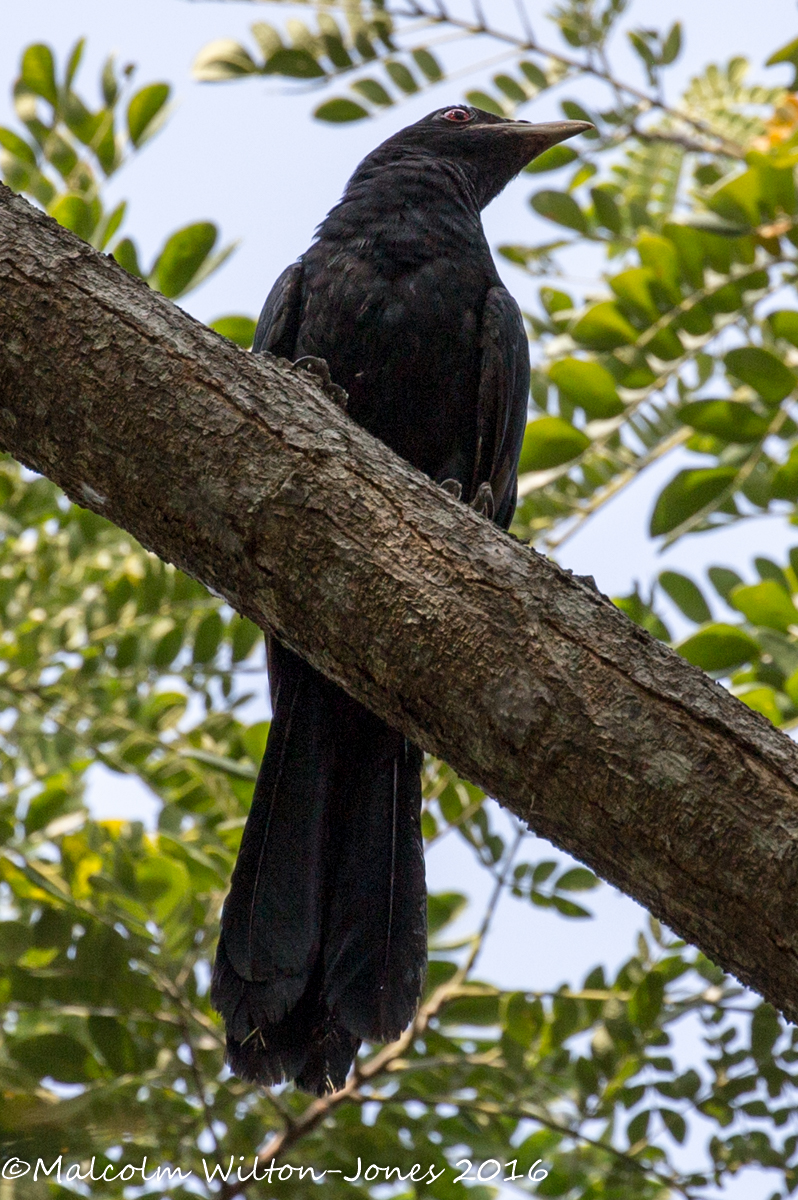 Asian Koel