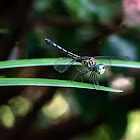 Blue Dasher