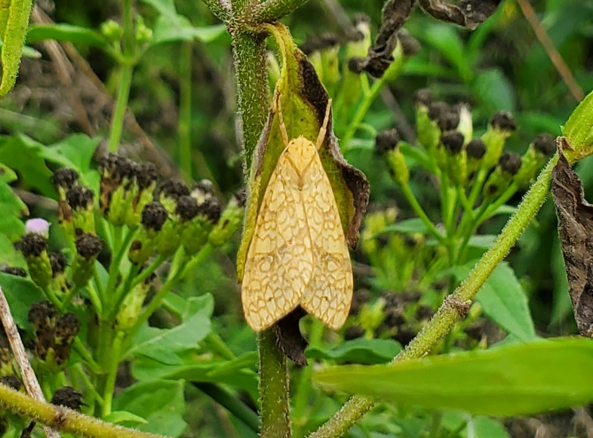 Santa Ana tussock moth