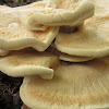 Berkeley's Polypore