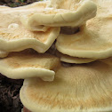 Berkeley's Polypore