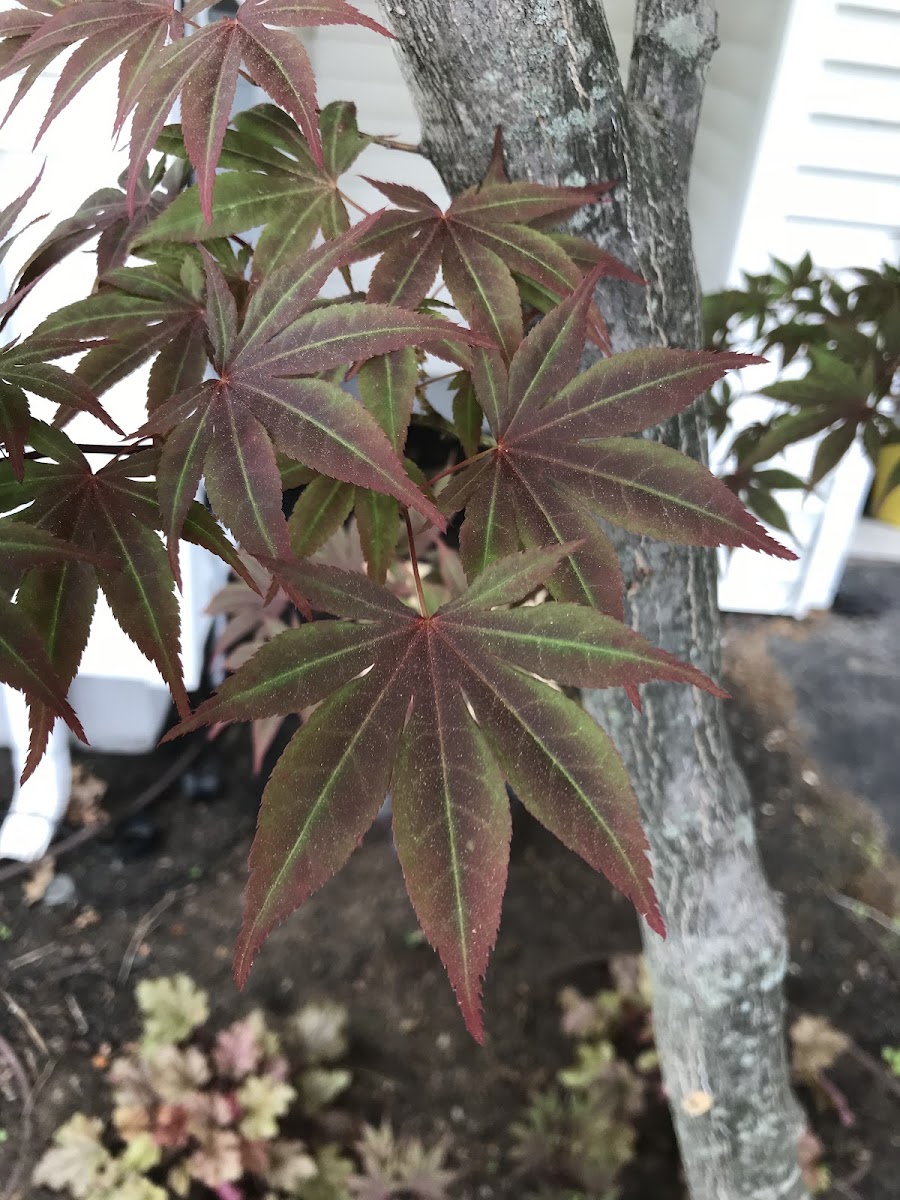 Japanese Maple