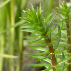 Mare's Tail