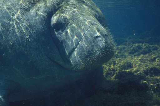 Manatees Wallpapers HD FREE