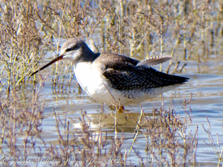 Spotted Redshank; Archibebe Oscuro